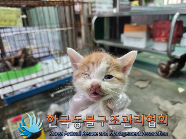한국동물구조관리협회_441559202401180
